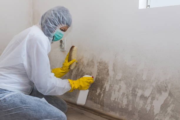 Office Mold Removal Services in Edgerton, KS