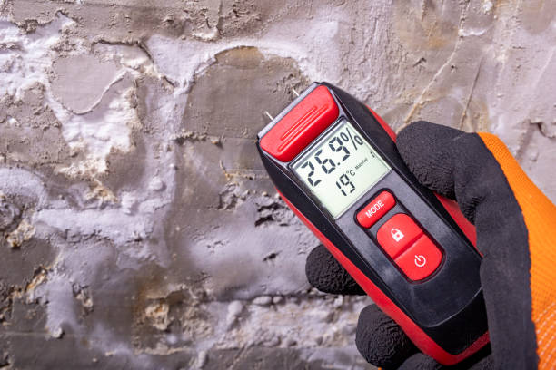 Best Same-Day Mold Removal  in Edgerton, KS