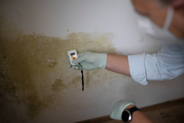 Home Mold Removal in Edgerton, KS