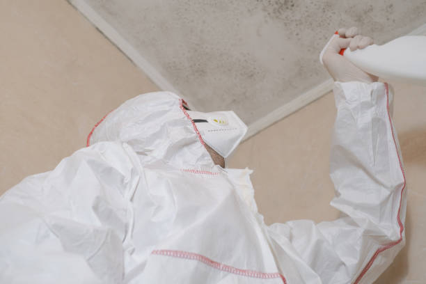 Best Black Mold Removal  in Edgerton, KS