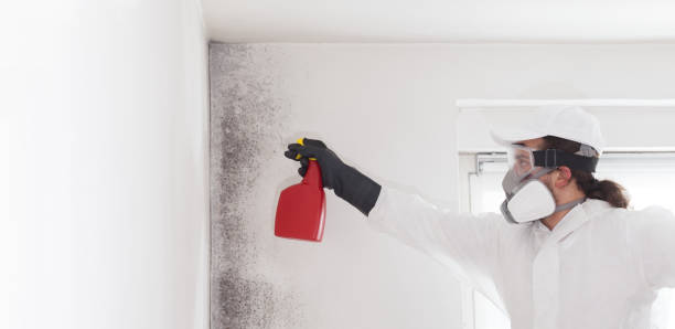 Trusted Edgerton, KS Mold Removal Experts