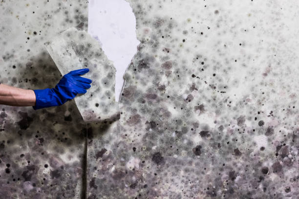 Best Office Mold Removal Services  in Edgerton, KS