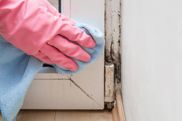 Best Local Mold Removal Service  in Edgerton, KS