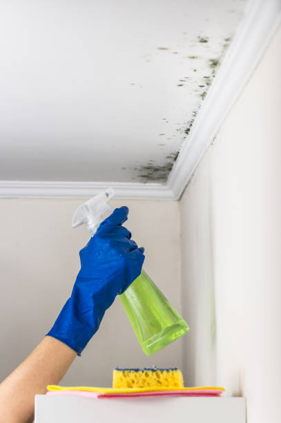 Best Mold Cleaning Services  in Edgerton, KS